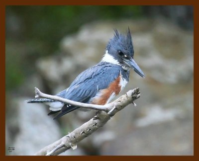 belted-kingfisher 7-1-09 4d608b.JPG