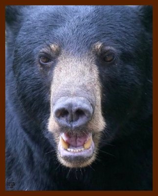 black bear 7-21-09 4d432c1b.JPG