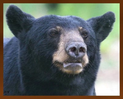 black bear 7-21-09 4d532bc.jpg