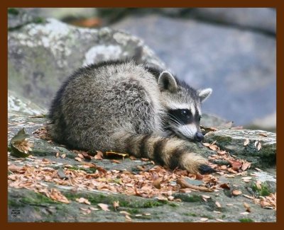 raccoon-young 8-6-09 4d845b.JPG