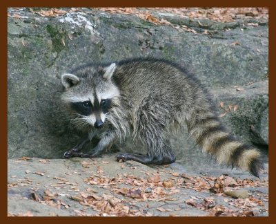 raccoon-young 8-10-09 4d001b.JPG