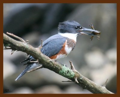 belted-kingfisher 8-11-09 4d188b.JPG