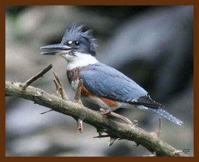 belted-kingfisher 8-11-09 4d172b.JPG