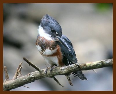 belted-kingfisher 8-11-09 4d222b.JPG