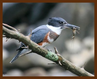 belted-kingfisher 8-11-09 4d206b.JPG