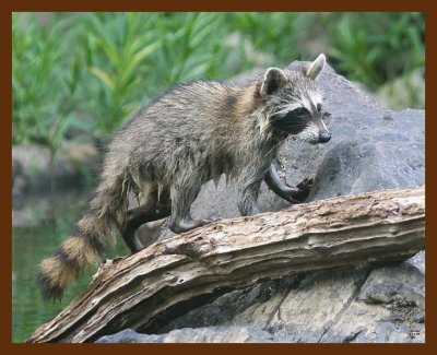 raccoon-young 8-12-09 4d286b.JPG