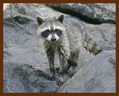 raccoon-young 8-12-09 4d321b.JPG