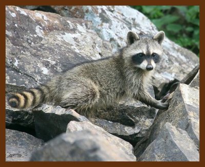 raccoon-young 8-15-09 4d676b.JPG