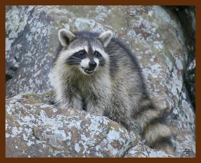 raccoon-young 8-18-09 4d838b.JPG