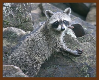 raccoon-young 8-18-09 4d931b.JPG