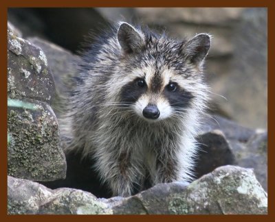 raccoon-young 8-18-09 4d953b.JPG