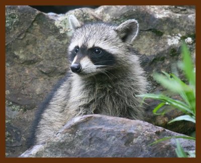 raccoon-young 8-18-09 4d957b.JPG