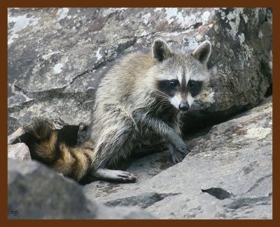 raccoon-young 8-19-09 4d213b.JPG