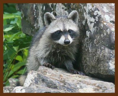 raccoon-young 8-19-09 4d202b.JPG