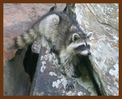 raccoon-young 8-23-09 4d380b.JPG