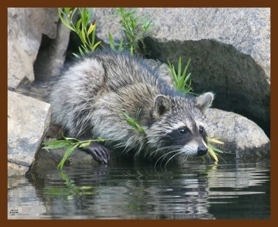 raccoon-young 8-23-09 4d283b.JPG