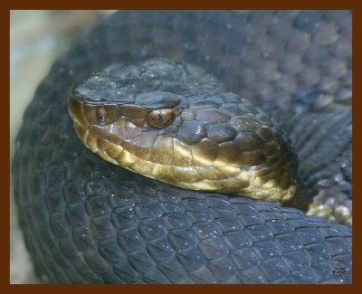 cottonmouth 8-26-09 4d071b.JPG