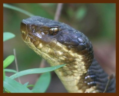 cottonmouth 8-26-09 4d061b.JPG