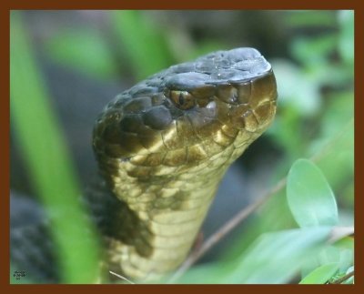 cottonmouth 8-26-09 4d053b.JPG