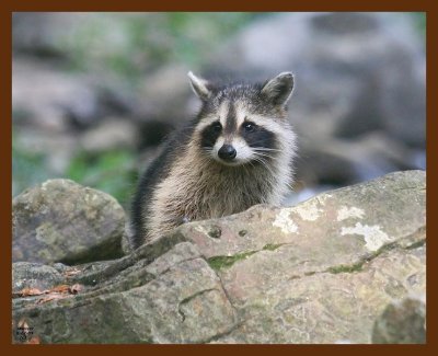 raccoon-young 8-27-09 4d165b.JPG