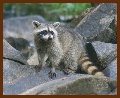 raccoon-young 8-27-09 4d154b.JPG