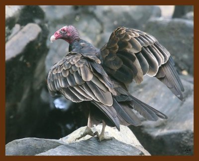 turkey vulture 8-28-09 4d299b.JPG