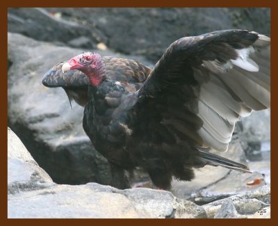 turkey vulture 8-28-09 4d335b.JPG