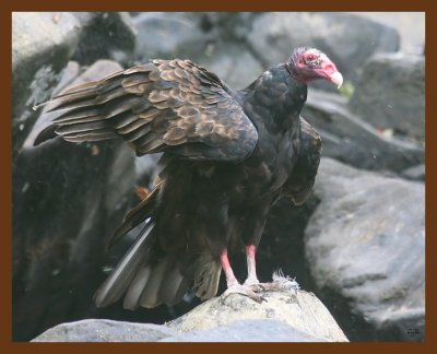turkey vulture 8-28-09 4d329b.JPG