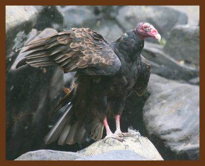 turkey vulture 8-28-09 4d329b.JPG