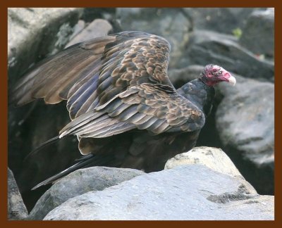 turkey vulture 8-28-09 4d306b.JPG