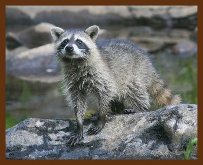 raccoon-young 8-25-09 4d503b.JPG