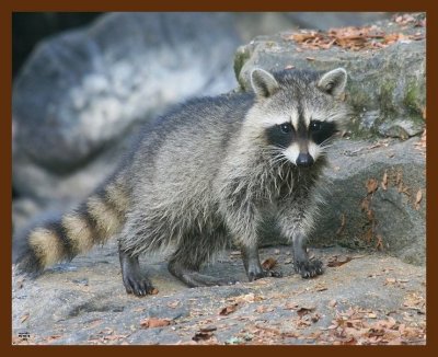 raccoon-young 8-28-09 4d212b.JPG