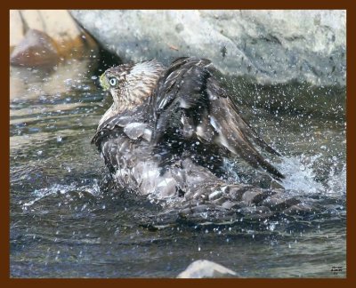 hawk-sharp-shinned 8-25-09 4d717b.JPG