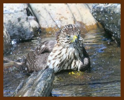 hawk-sharp-shinned 8-25-09 4d801b.JPG