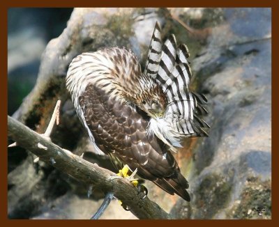 hawk-sharp-shinned 8-25-09 4d821b.JPG