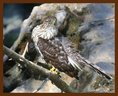 hawk-sharp-shinned 8-25-09 4d818b.JPG