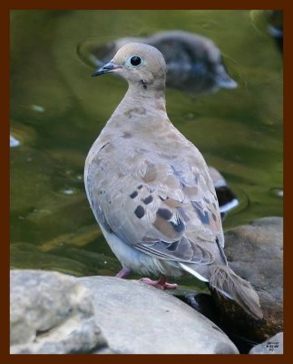 mourning dove 8-31-09 4d491b.JPG