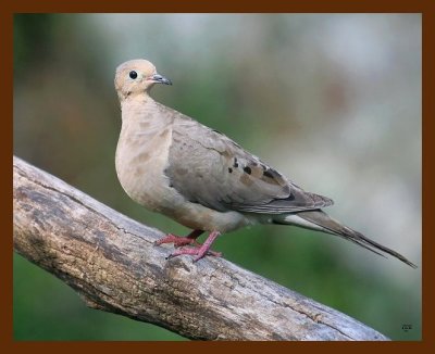 mourning dove 8-31-09 4d513b.JPG