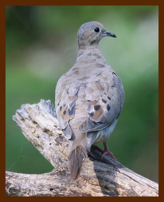 mourning dove 8-31-09 4d516b.JPG