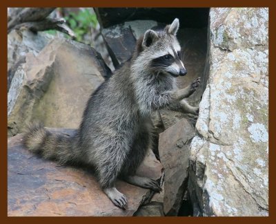 raccoon-young 8-19-09 4d183b.JPG