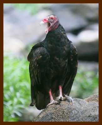 turkey vulture 8-28-09 4d314b.JPG