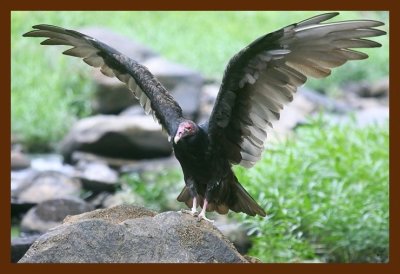 turkey vulture 8-28-09 4d347b.JPG