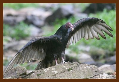 turkey vulture 8-28-09 4d386b.JPG