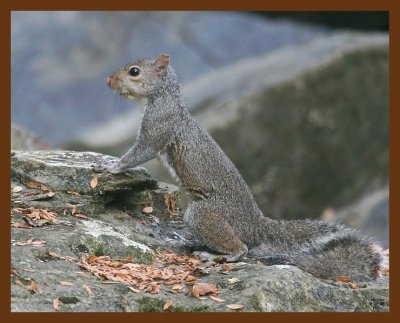 gray-squirrel 8-25-09 4d493b.JPG