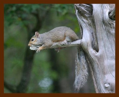 gray-squirrel 9-09-09 4d899b.JPG