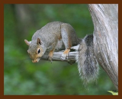 gray-squirrel 9-09-09 4d894b.JPG