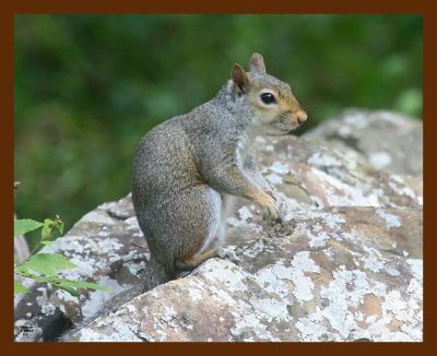 gray-squirrel 9-09-09 4d905b.JPG