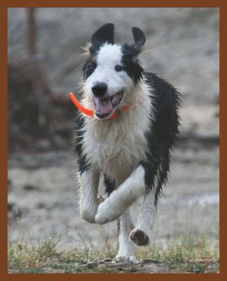mallie690-6-25-10b.JPG