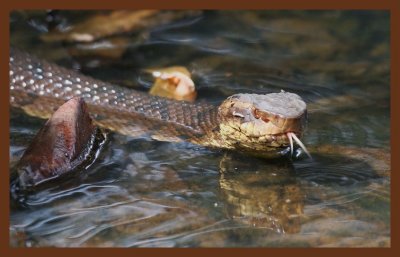 8-20-10-cottonmouth-446c2b.JPG