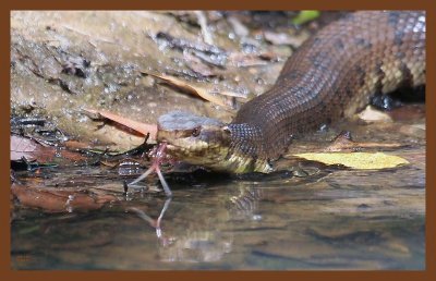 8-20-10-cottonmouth-485c2b.JPG